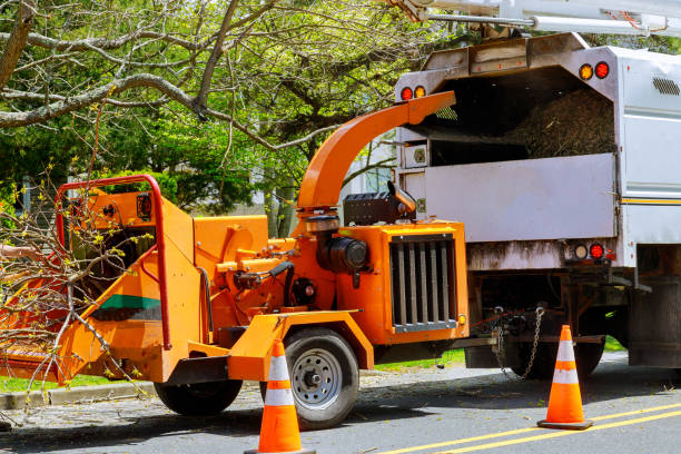 The Steps Involved in Our Tree Care Process in Langdon, ND